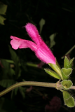 Salvia buchananii RCP08-07 253.jpg